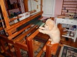 Loom is for sale in NY. I just want the Puppy!